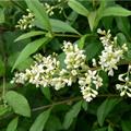 Ligustrum vulgare